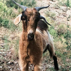 Familia de cabra: Laguertha